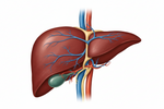 Supports Liver Detox